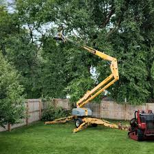 How Our Tree Care Process Works  in  Salem Heights, OH