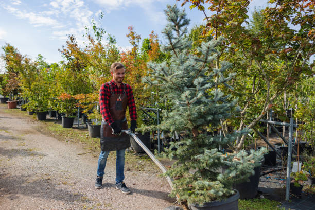 Best Palm Tree Trimming  in Salem Heights, OH